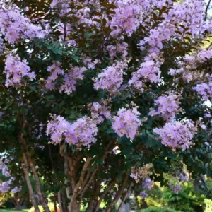 Powhatan Crepe Myrtle – Stunning Lavender-Pink Crepe Myrtle Tree