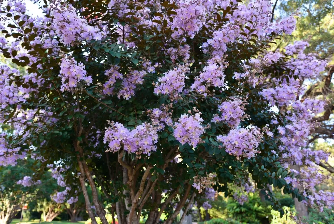 Powhatan Crepe Myrtle – Stunning Lavender-Pink Crepe Myrtle Tree