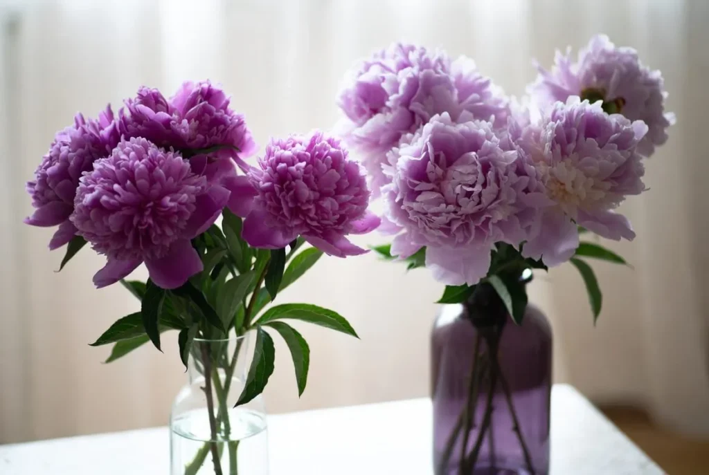 purple peonies bouquet
