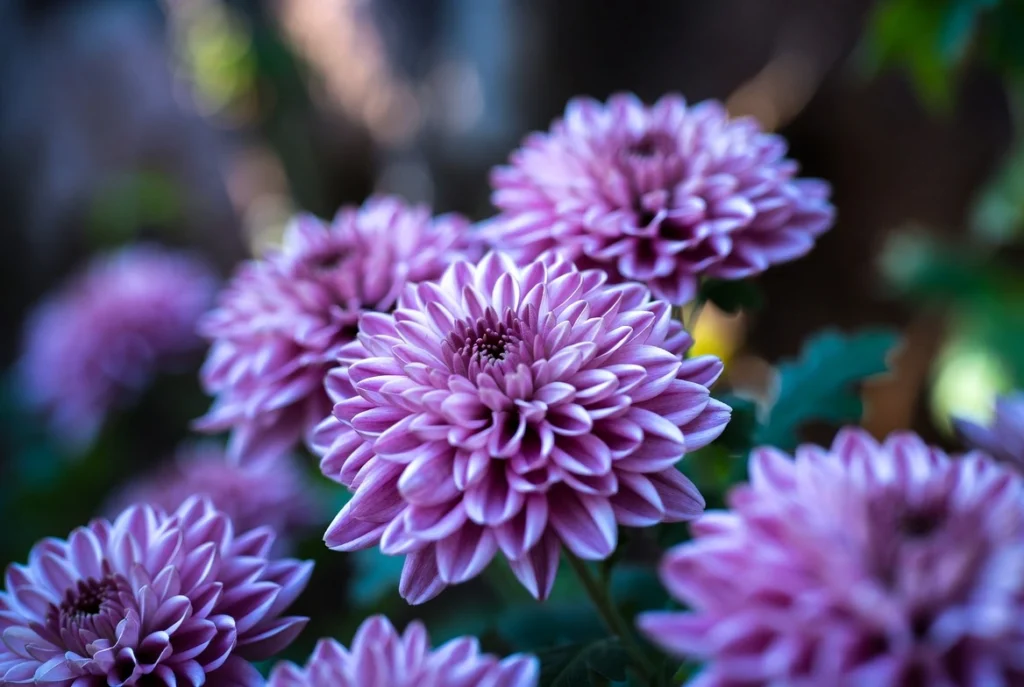 Purple Chrysanthemum