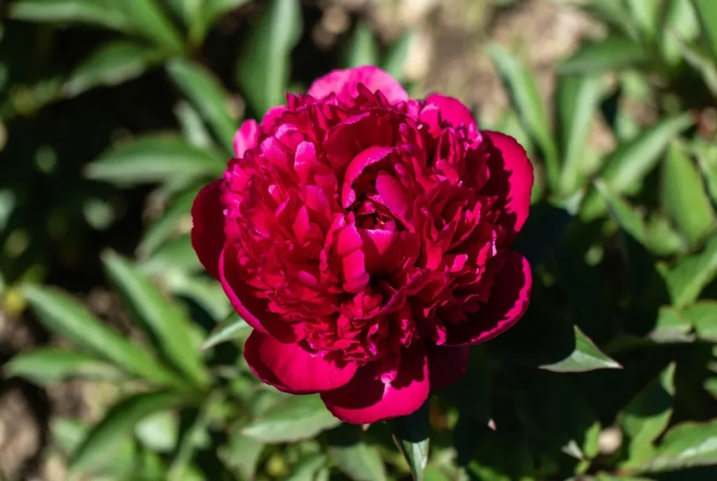 Red Charm