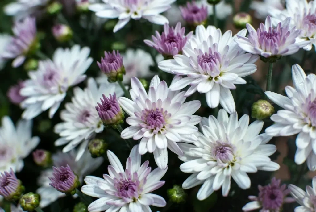 Reflex Chrysanthemums