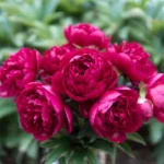 Rose Peonies