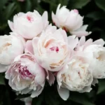 Rose Peonies White