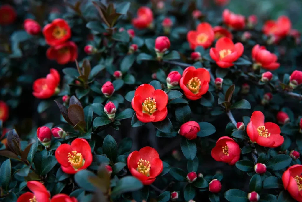 Scarlet O'Hara Peony