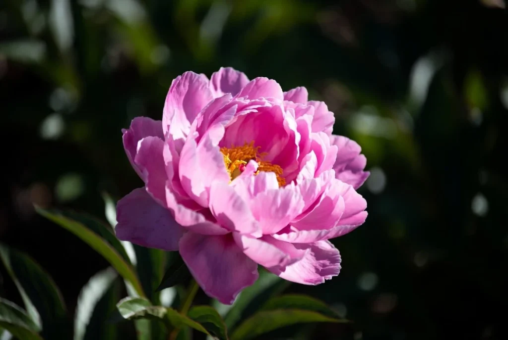 Sea Shell peony