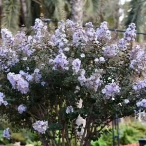 Seminole Crepe Myrtle – Elegant Lavender Crepe Myrtle Tree