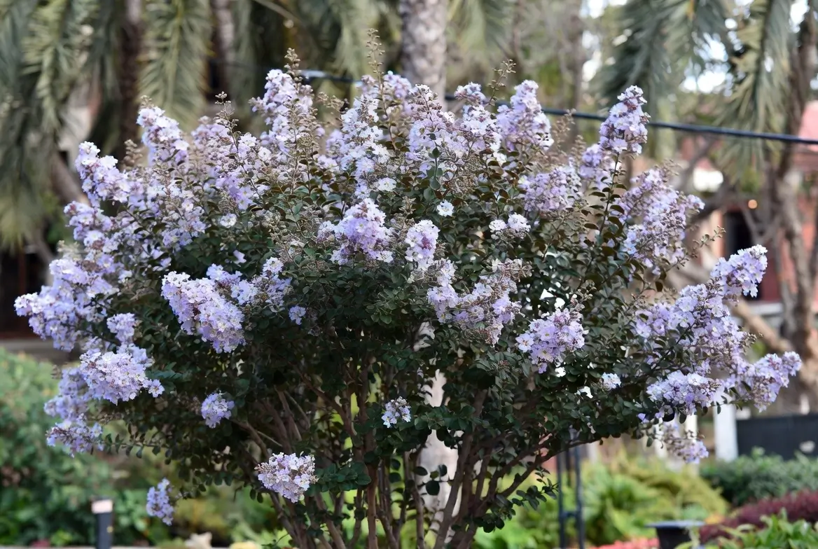 Seminole Crepe Myrtle – Elegant Lavender Crepe Myrtle Tree