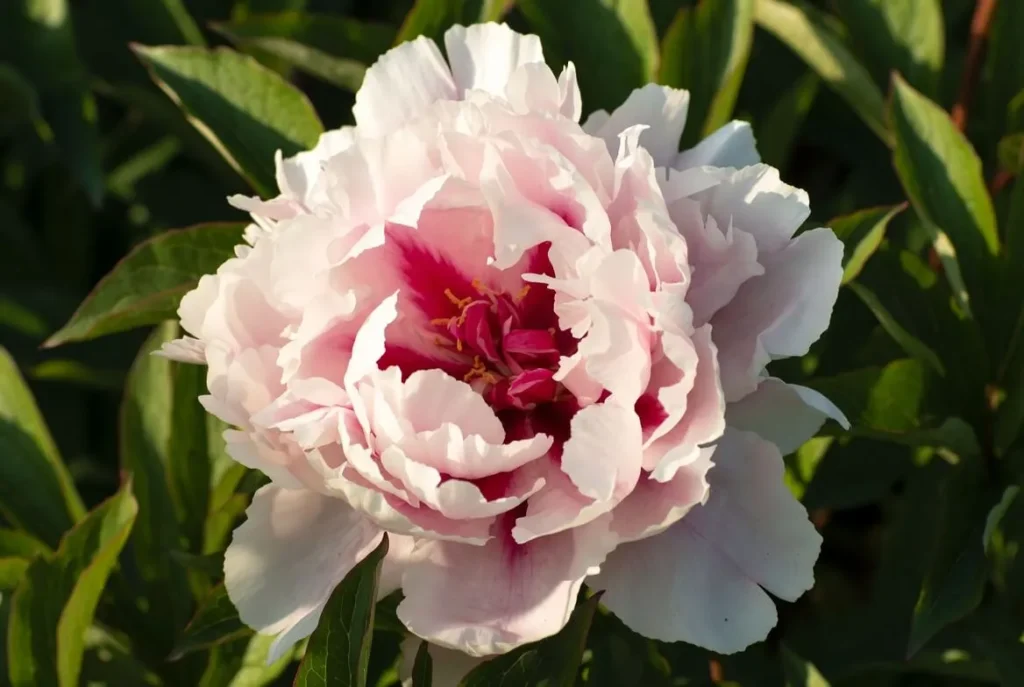 Shima-Nishiki Peony