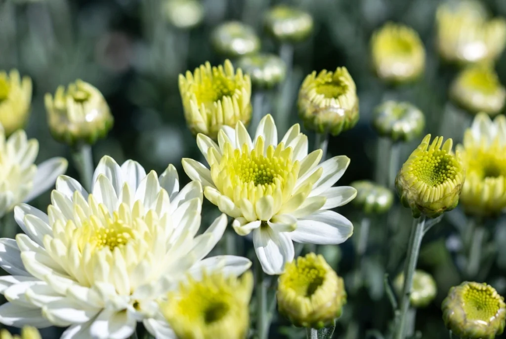 Single and Semi-Double Chrysanthemums