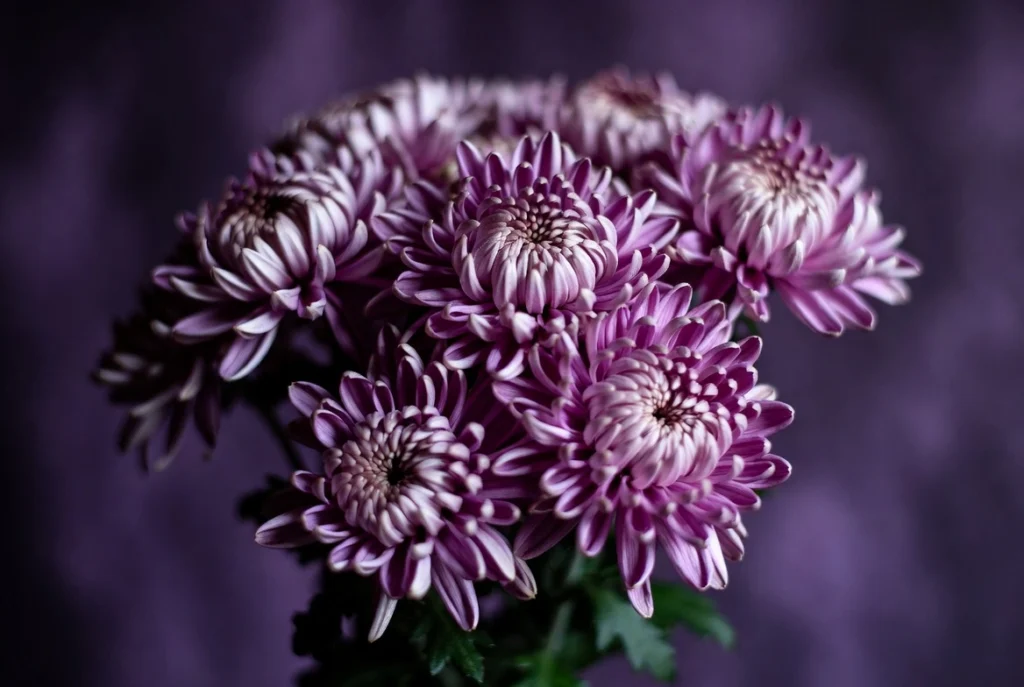 Spider Chrysanthemums