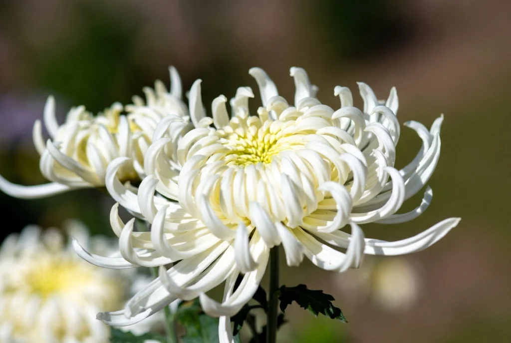 Spoon Chrysanthemums