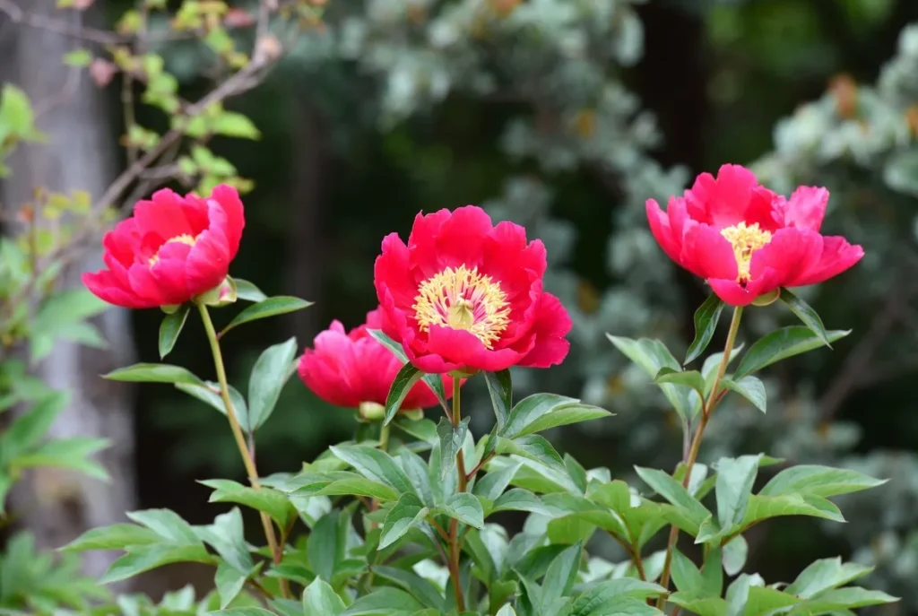 Taiyo Peony