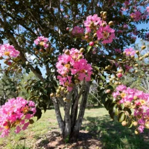 Tuskegee Crape Myrtle – Graceful Pink Crepe Myrtle Tree