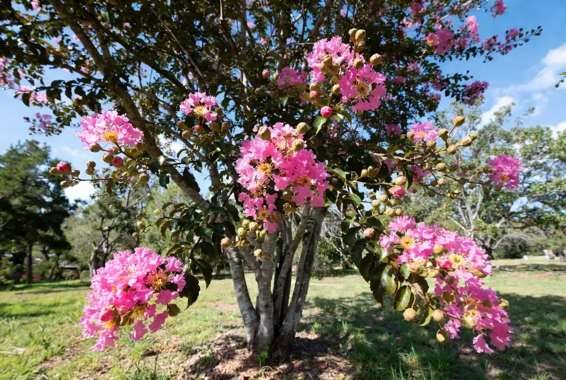 Tuskegee Crape Myrtle – Graceful Pink Crepe Myrtle Tree