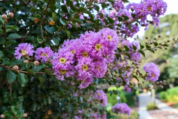 Velma's Royal Delight Crape Myrtle | Vibrant Purple