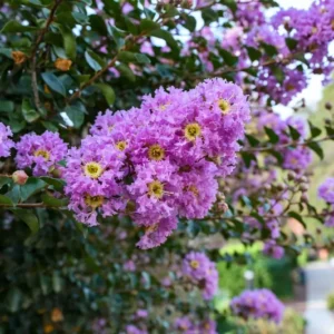 Velma’s Royal Delight Crape Myrtle – Vibrant Purple Crepe Myrtle Tree