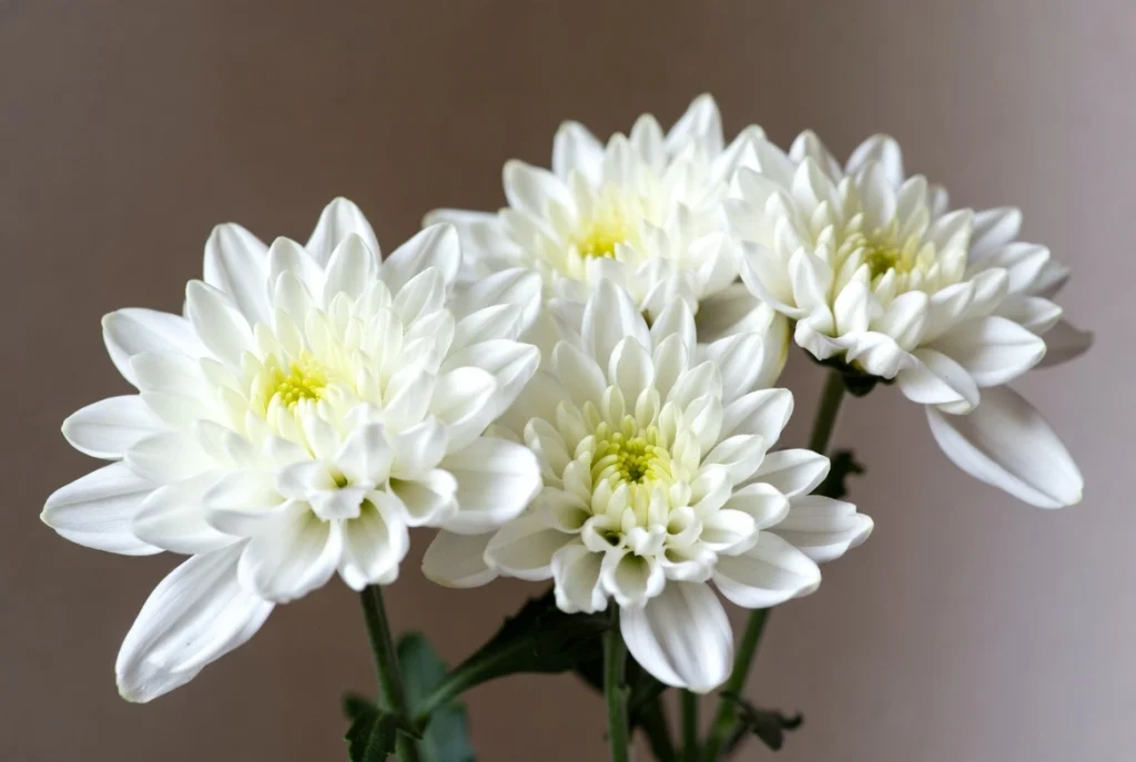 White chrysanthemums