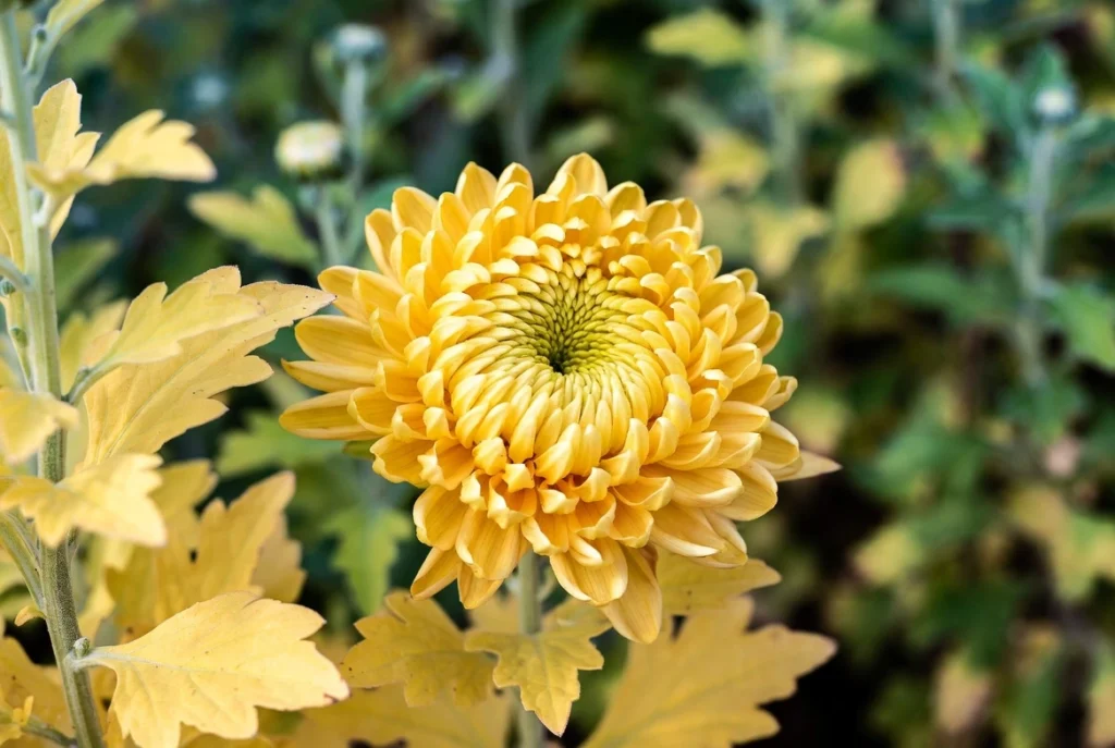 Yellow Leaves on Chrysanthemums