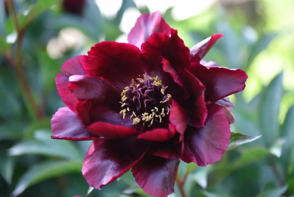 black pirate peony