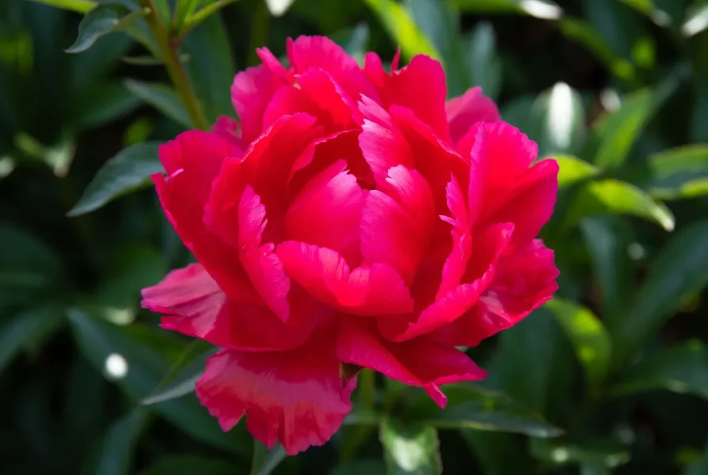 blaze peony