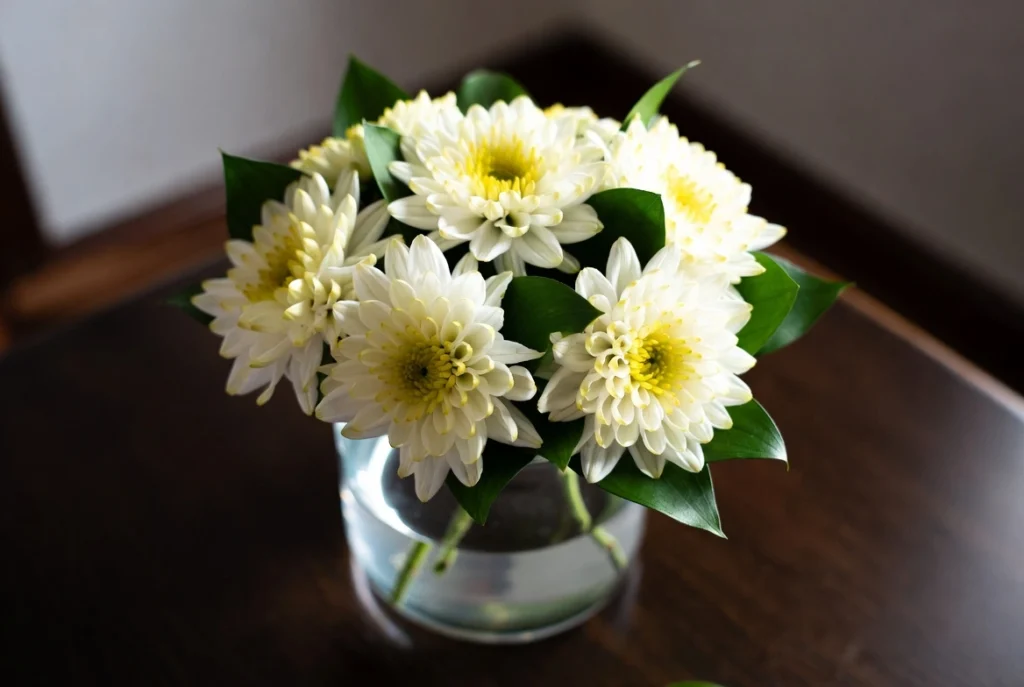 chrysanthemum indoor
