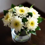 chrysanthemum indoor