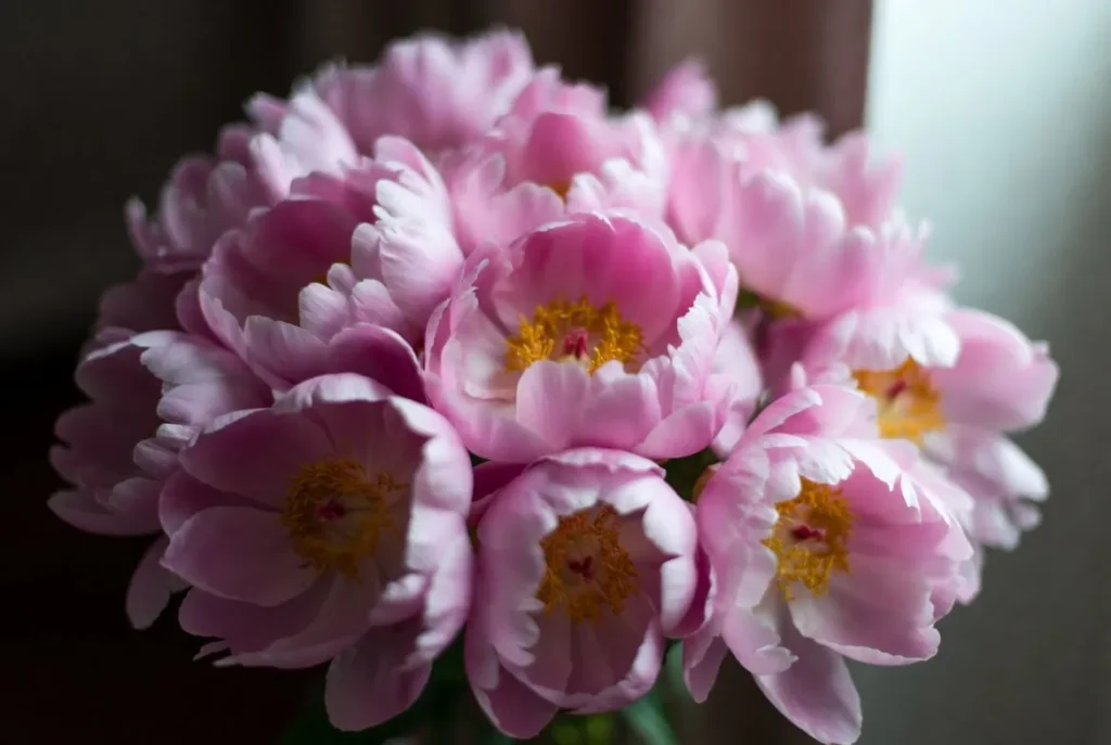 pink peonies bouquet