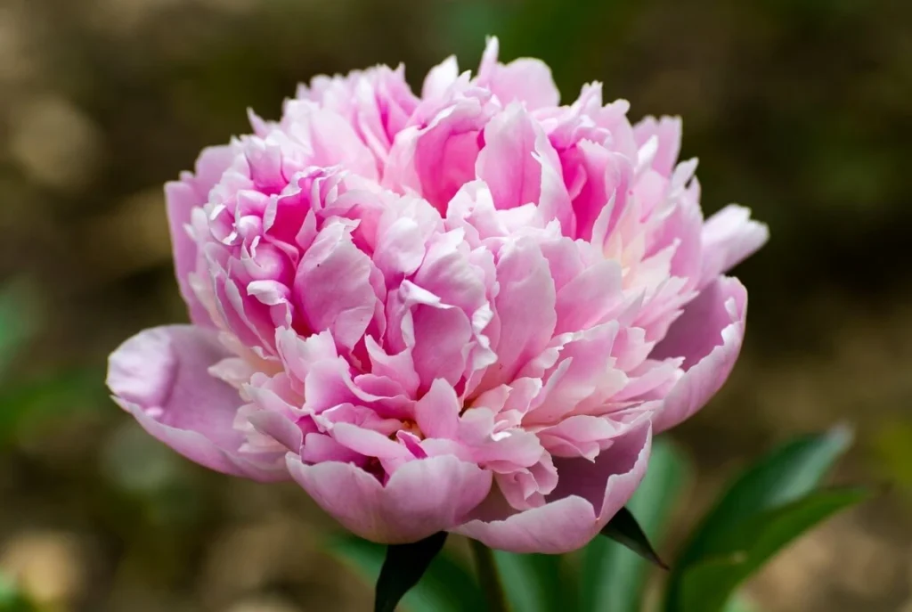 sarah bernhardt peony