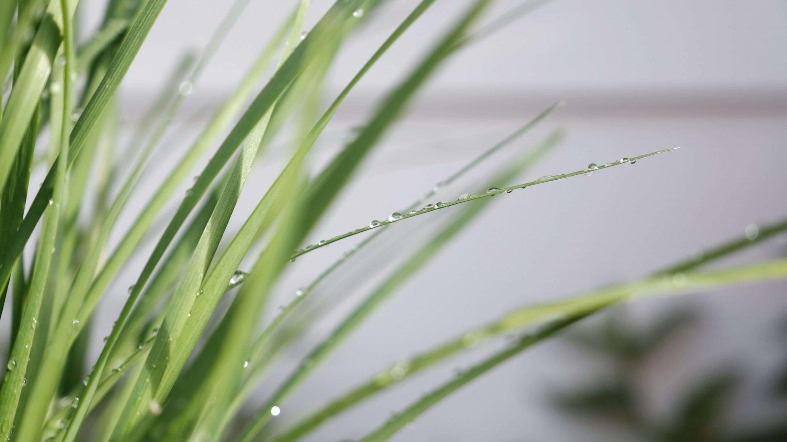 Austin Watering Schedule