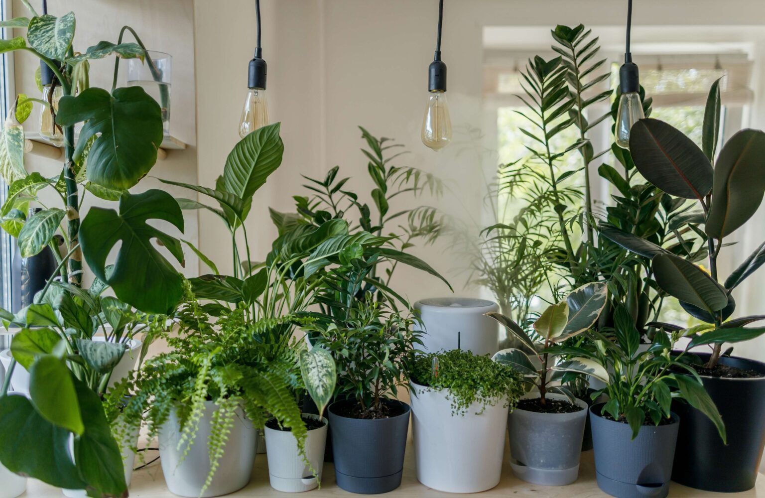 Top 10 House Plants
