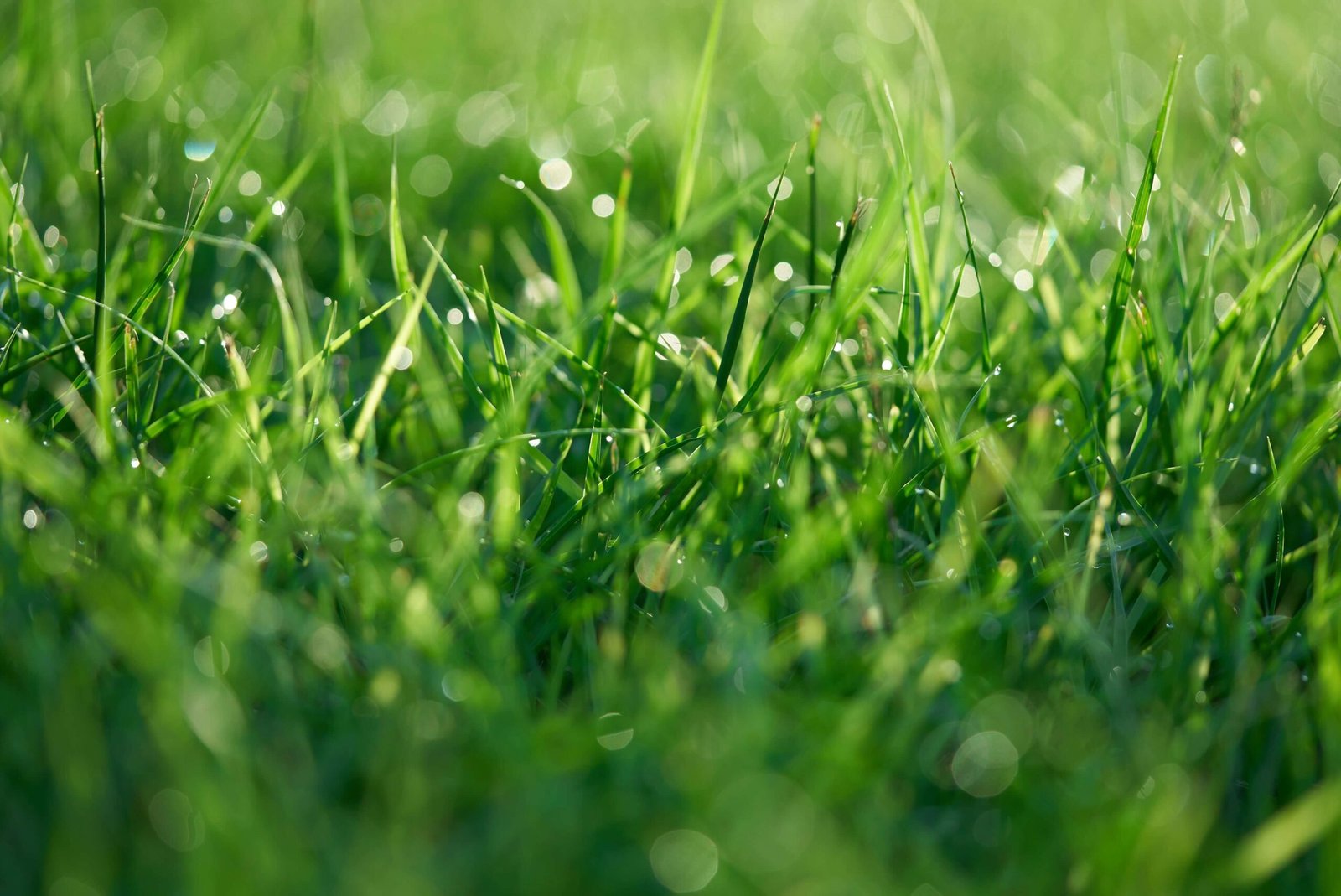 Lawn Watering Schedule
