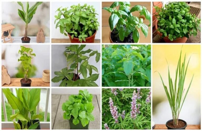Top 10 Medicinal Plants