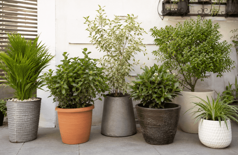 Top 10 Outdoor Plants: Best Choices for Every Garden
