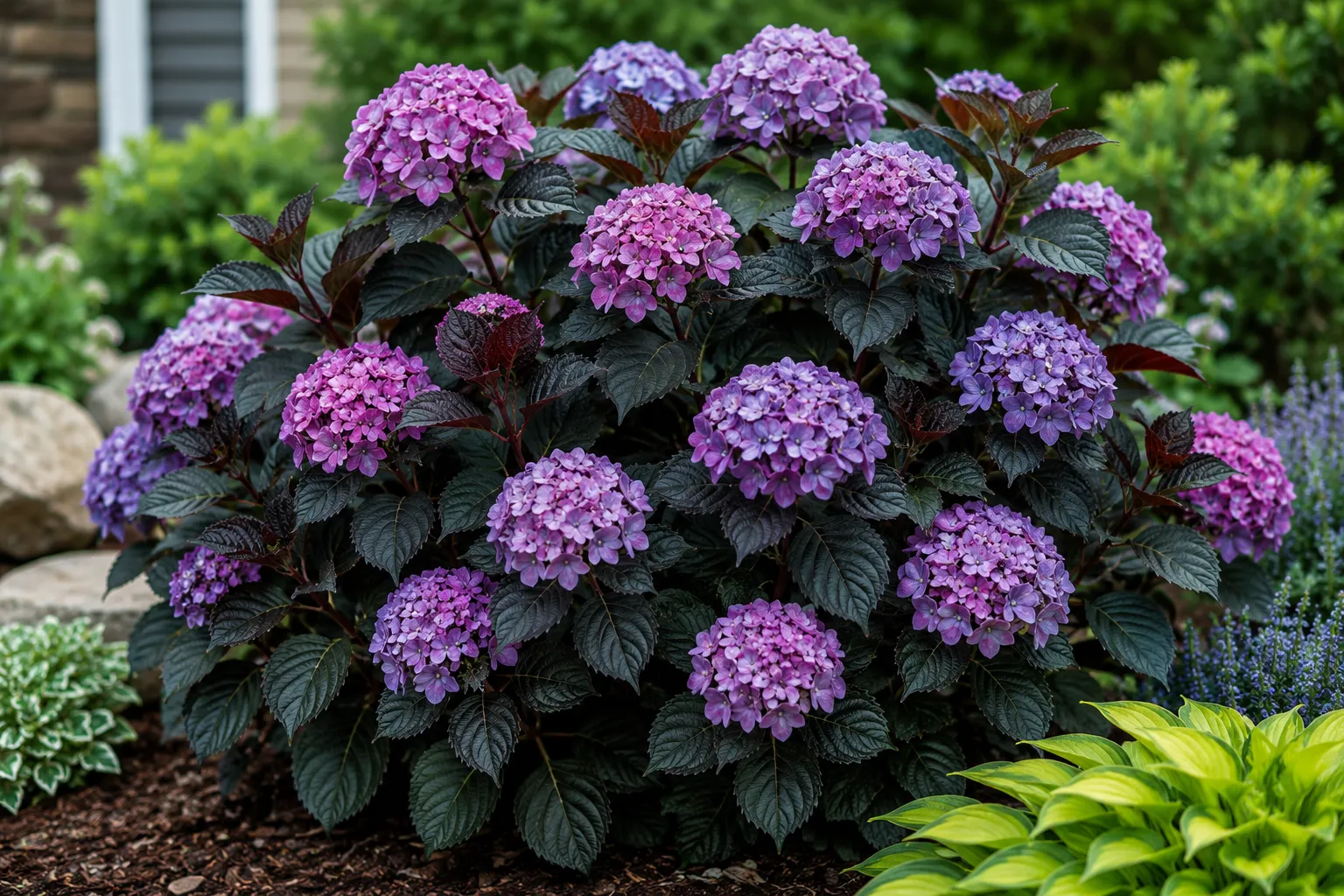 Eclipse Hydrangea Care: The Complete 2026 Guide (Dark Foliage, Blooms & Zones)