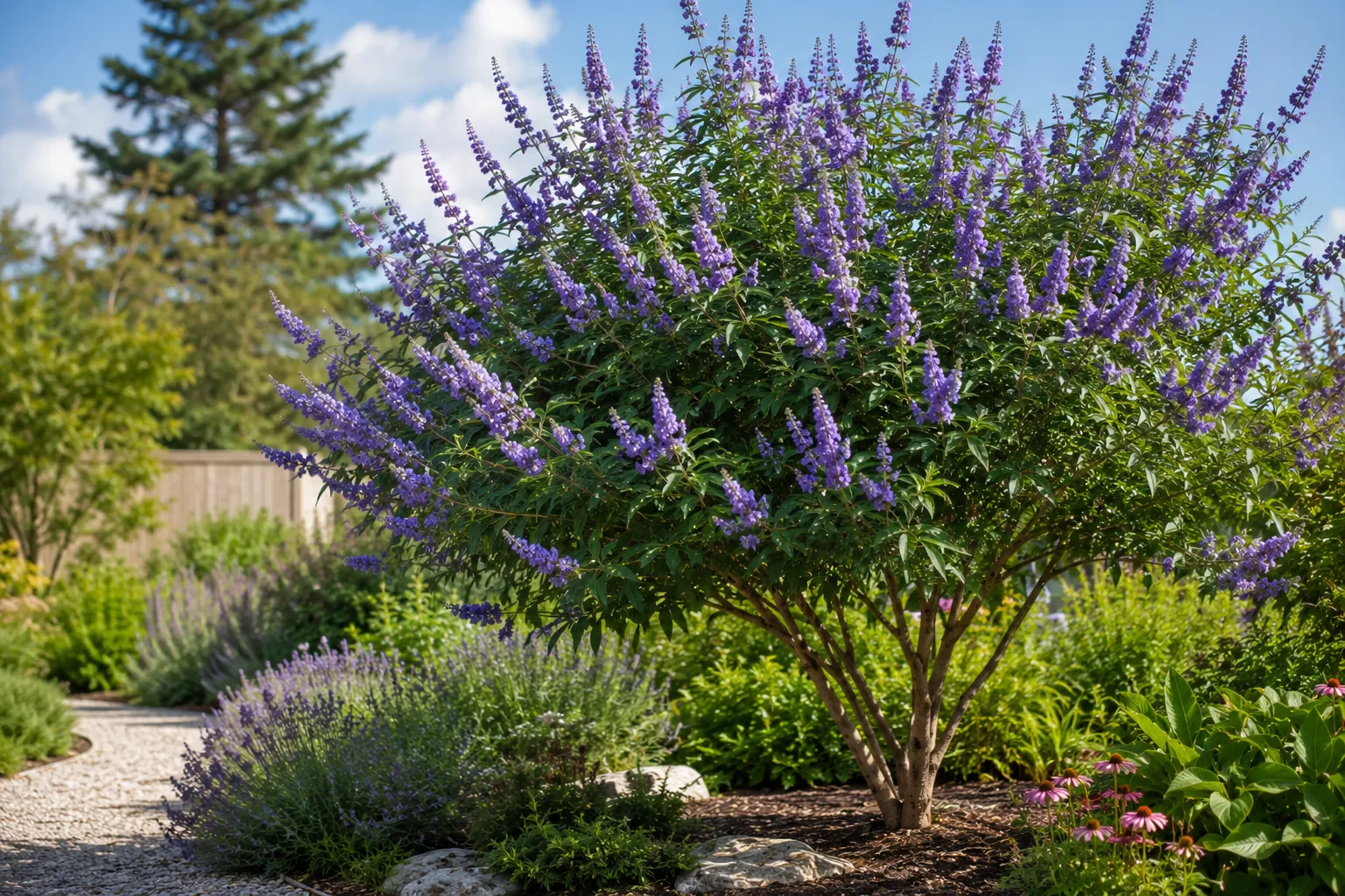Vitex Tree Care: Complete Growing Guide (2026)