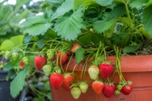 How to Grow Strawberries The Complete Step-by-Step Guide (2026)