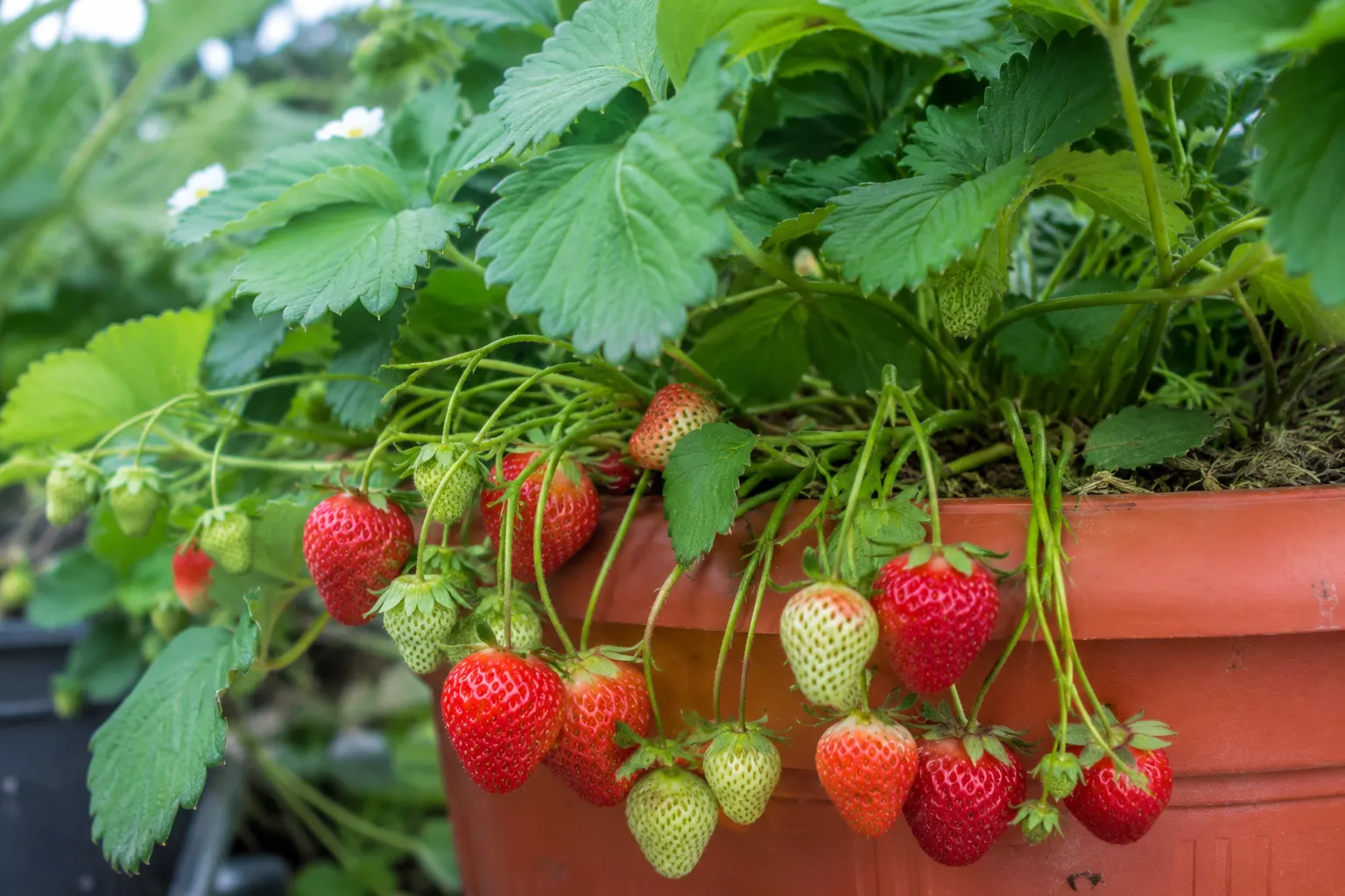 How to Grow Strawberries The Complete Step-by-Step Guide (2026)
