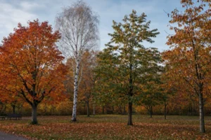 Trees Not to Prune in Autumn