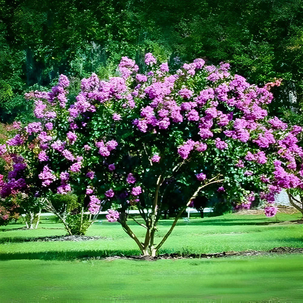 Catawba Crape Myrtle – Rich Purple Blooms for Vibrant Landscapes - Image 2