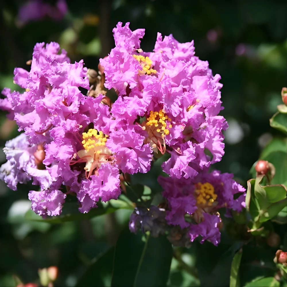 Catawba Crape Myrtle – Rich Purple Blooms for Vibrant Landscapes