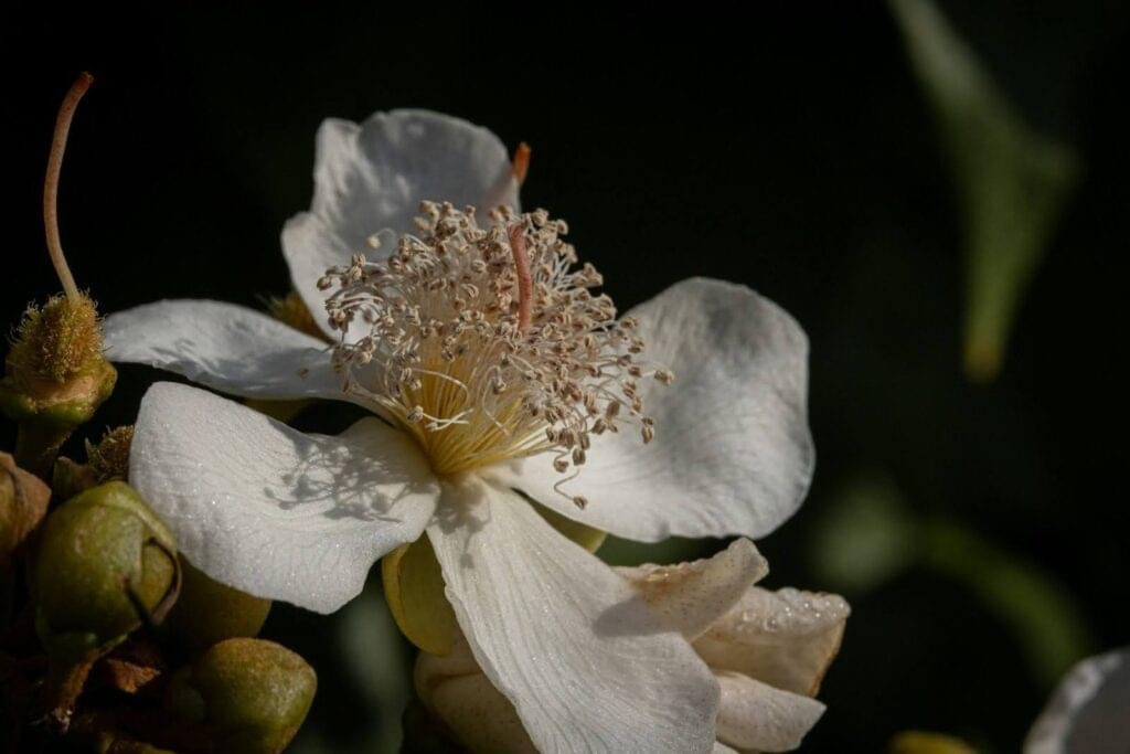 June Birth Flower