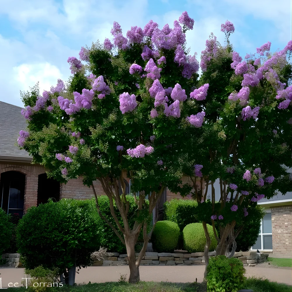 Catawba Crape Myrtle – Rich Purple Blooms for Vibrant Landscapes - Image 3