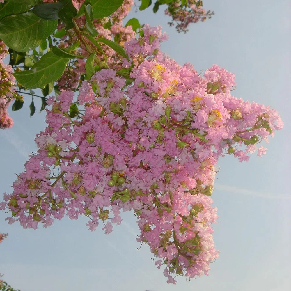 Sioux Crape Myrtle – Vibrant Pink Blooms & Hardy Ornamental Tree - Image 2