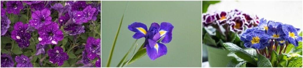 February month flower