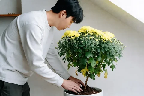 Chrysanthemum Plant Care: How Keep Alive Mum Long Time