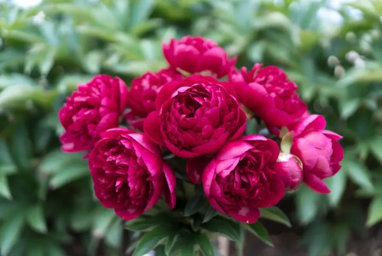 Rose Peonies