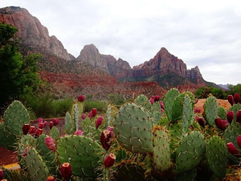 Top 10 Desert Plants